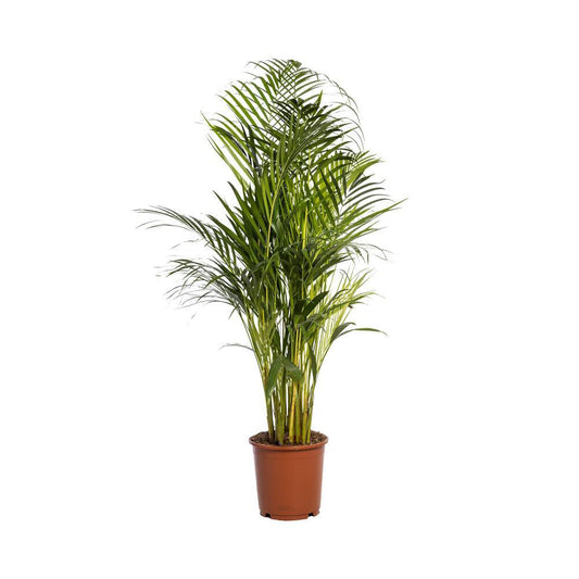 Dypsis Lutescens | Areca Palm