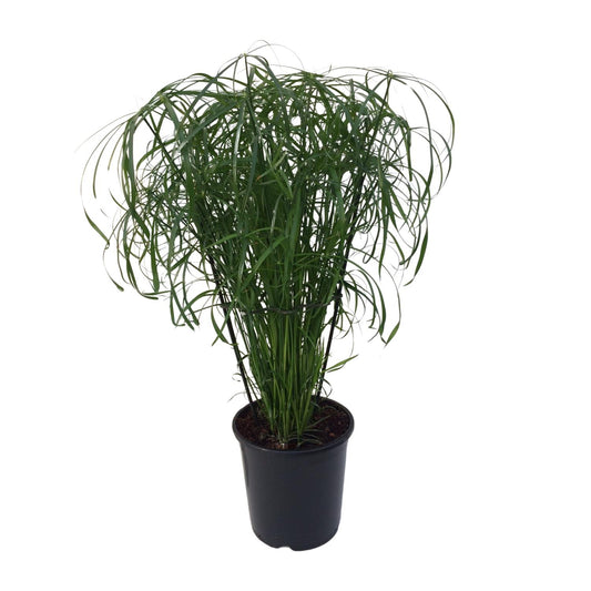 Cyperus Alternifolius | Parapluplant