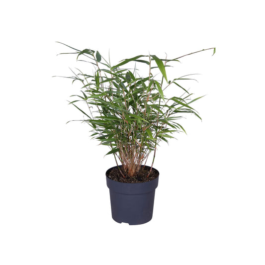 Fargesia rufa | Compacte Bamboe Plant
