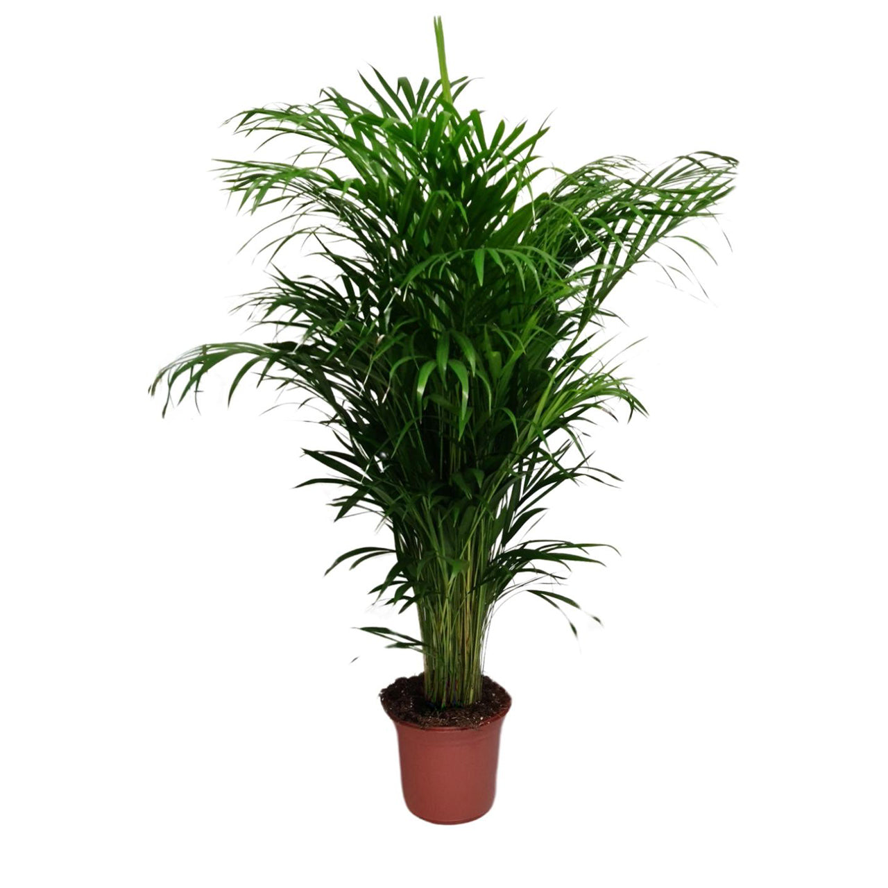 Dypsis Lutescens | Areca Palm