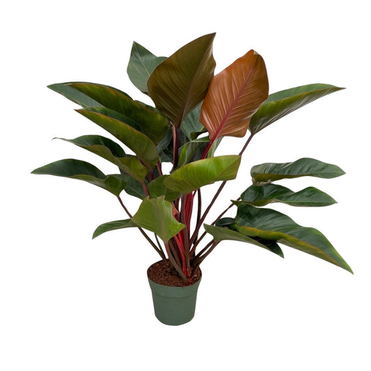 Philodendron Red Beauty | Roodschijn Philodendron
