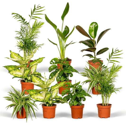 Variërende Plantenverrassing | 10 Verschillende Kamerplanten