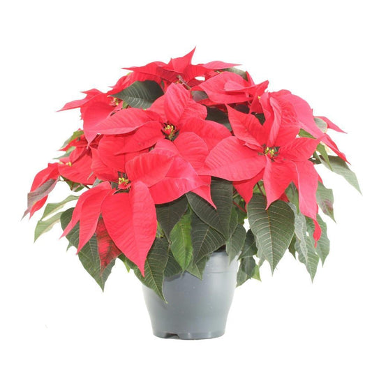 Kerstster Poinsettia | Rode Adventster