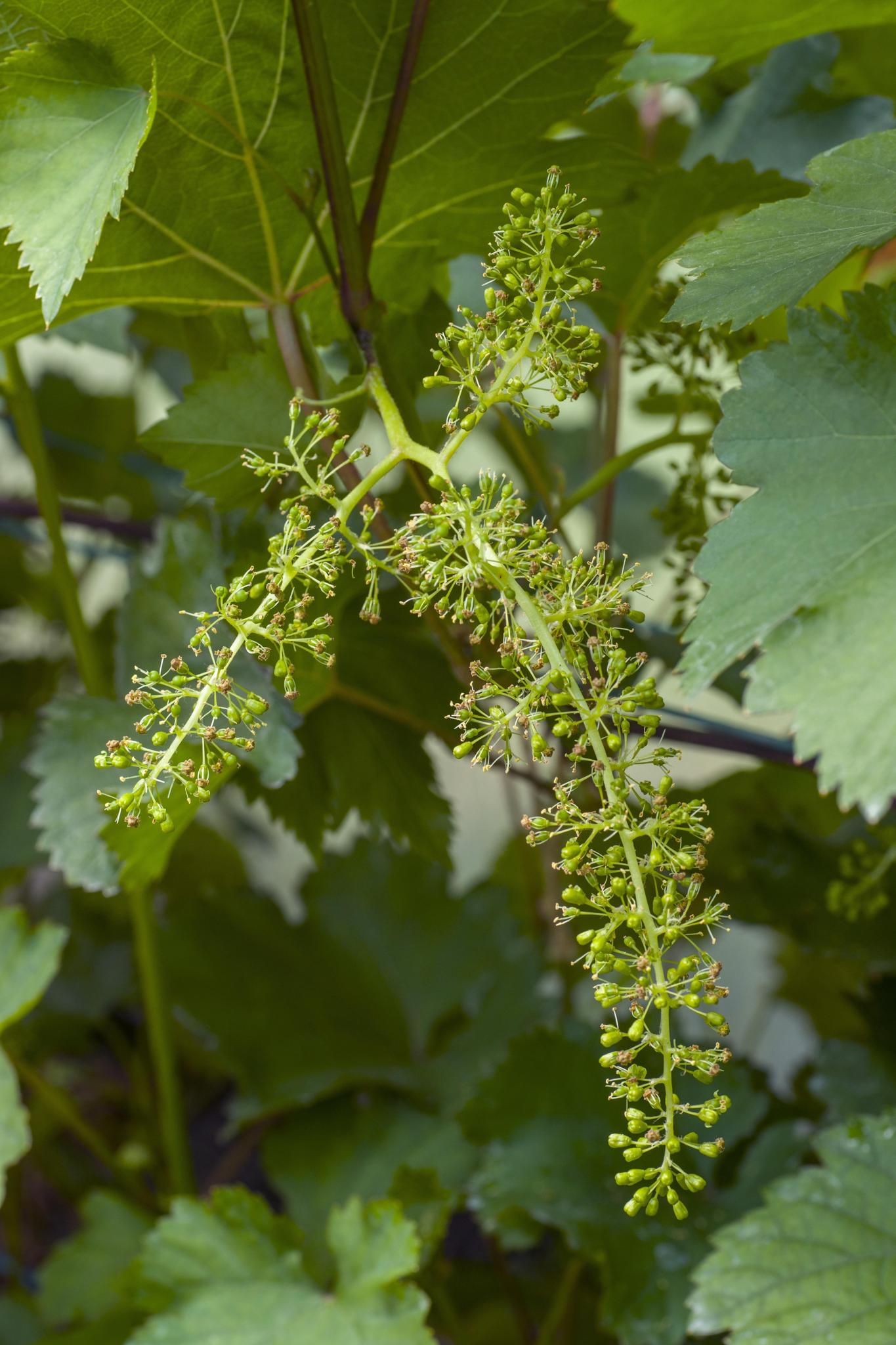 Vitis vinifera 'Johanniter' | Biologische Witte Druif