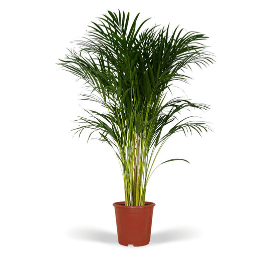 Areca Palm (Dypsis Lutescens) - Middelgroot