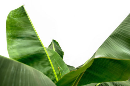 Tropische Bananenplant | Musa