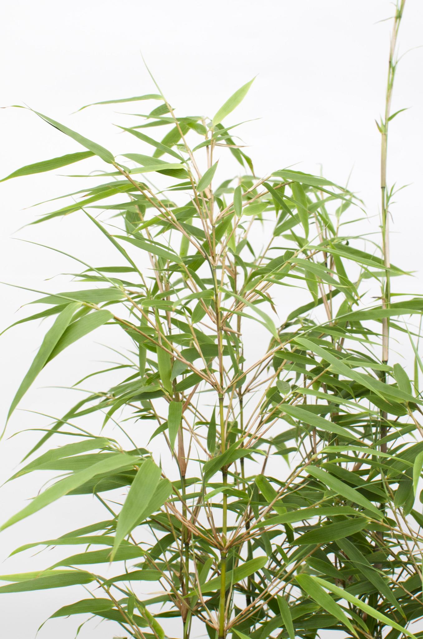 Fargesia Rufa Bamboeplant Large