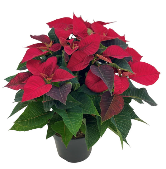 Poinsettia Kerstster Euphorbia Rood