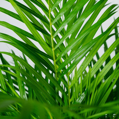 Areca Palm (Dypsis Lutescens) - Middelgroot