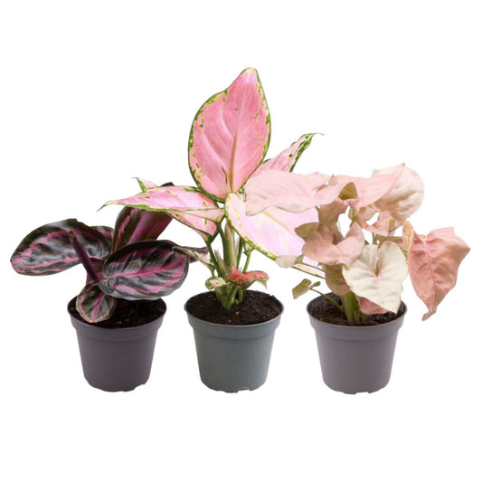 Roze plantenmix