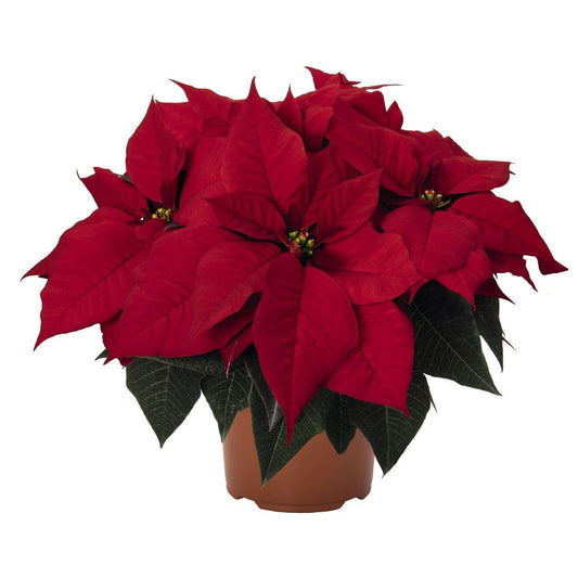 Kerstster Poinsettia Rood